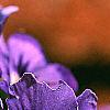 Viola x wittrockiana, flowers