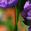 Viola x wittrockiana, flowers