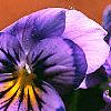 Viola x wittrockiana, flowers