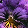 Viola x wittrockiana, flowers