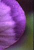 Viola x wittrockiana, flowers