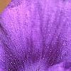 Viola x wittrockiana, flowers