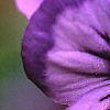Viola x wittrockiana, flowers
