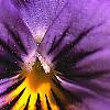 Viola x wittrockiana, flowers