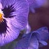 Viola x wittrockiana 'Bingo Blue Frost', flowers