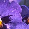 Viola x wittrockiana 'Bingo Blue Frost', flowers