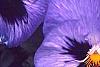 Viola x wittrockiana 'Bingo Blue Frost', flowers