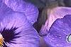 Viola x wittrockiana 'Bingo Blue Frost', flowers