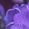 Viola x wittrockiana 'Bingo Blue Frost', flowers