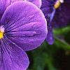 Viola x wittrockiana 'Crystal Bowl True Blue', flowers