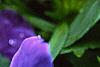Viola x wittrockiana 'Crystal Bowl True Blue', flowers
