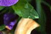 Viola x wittrockiana 'Crystal Bowl True Blue', flowers