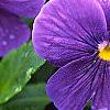Viola x wittrockiana 'Crystal Bowl True Blue', flowers