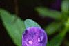 Viola x wittrockiana 'Crystal Bowl True Blue', flowers