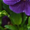 Viola x wittrockiana 'Crystal Bowl True Blue', flowers