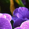 Viola x wittrockiana 'Crystal Bowl True Blue', flowers