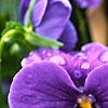 Viola x wittrockiana 'Crystal Bowl True Blue', flowers