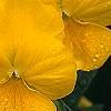 Viola x wittrockiana 'Crystal Bowl True Yellow', flowers