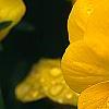 Viola x wittrockiana 'Crystal Bowl True Yellow', flowers