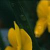 Viola x wittrockiana 'Crystal Bowl True Yellow', flowers