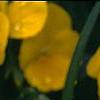 Viola x wittrockiana 'Crystal Bowl True Yellow', flowers