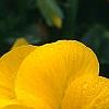 Viola x wittrockiana 'Crystal Bowl True Yellow', flowers