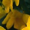 Viola x wittrockiana 'Crystal Bowl True Yellow', flowers