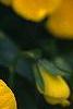 Viola x wittrockiana 'Crystal Bowl True Yellow', flowers