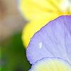 Viola 'Ultima Morpho', flowers