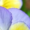 Viola 'Ultima Morpho', flowers