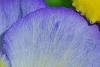 Viola 'Ultima Morpho', flowers