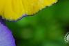Viola 'Ultima Morpho', flowers