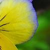 Viola 'Ultima Morpho', flowers