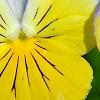 Viola 'Ultima Morpho', flowers