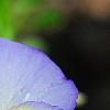 Viola 'Ultima Morpho', flowers