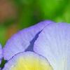 Viola 'Ultima Morpho', flowers
