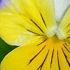 Viola 'Ultima Morpho', flowers