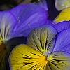 Viola 'Ultima Morpho', flowers