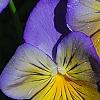 Viola 'Ultima Morpho', flowers