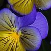 Viola 'Ultima Morpho', flowers