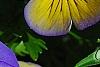 Viola 'Ultima Morpho', flowers