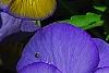 Viola 'Ultima Morpho', flowers