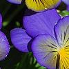 Viola 'Ultima Morpho', flowers