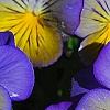 Viola 'Ultima Morpho', flowers