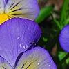 Viola 'Ultima Morpho', flowers