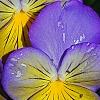 Viola 'Ultima Morpho', flowers