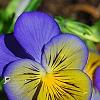 Viola 'Ultima Morpho', flowers