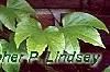 Parthenocissus tricuspidata, leaves