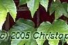 Parthenocissus tricuspidata, leaves