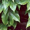 Parthenocissus tricuspidata, leaves